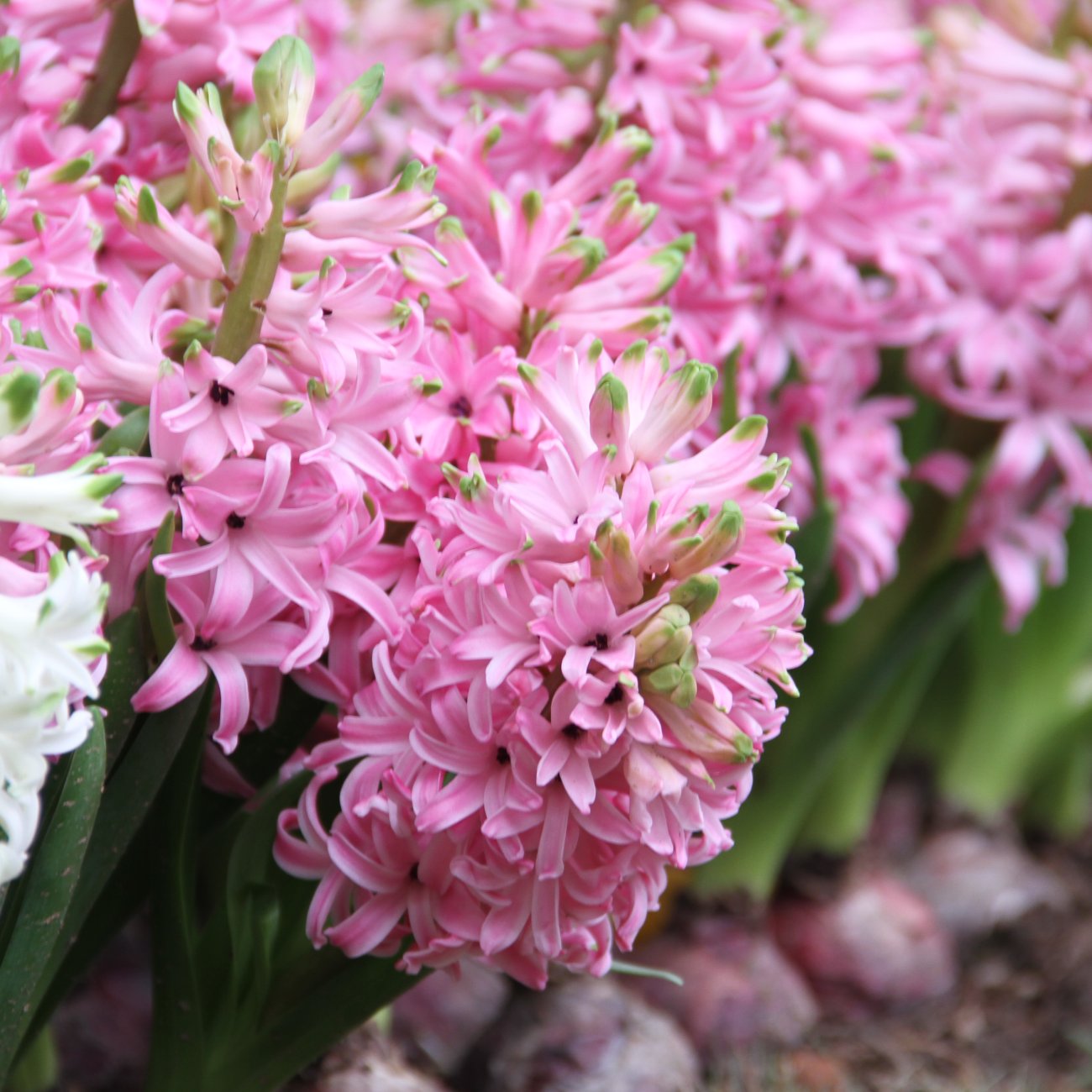Obrázok Hyacint (Hyacinthus orientalis) ´PINK PEARL´ - 1 cibuľka v kvetináči, kont. C2L (ružový)
